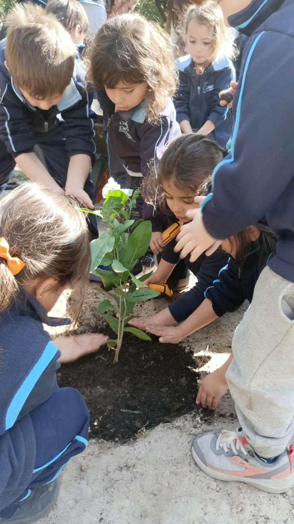 Plantaciones en Sendero Guyunusa