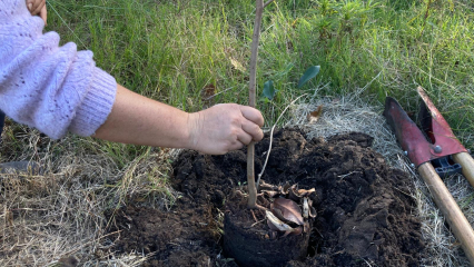 plantación de un árbol