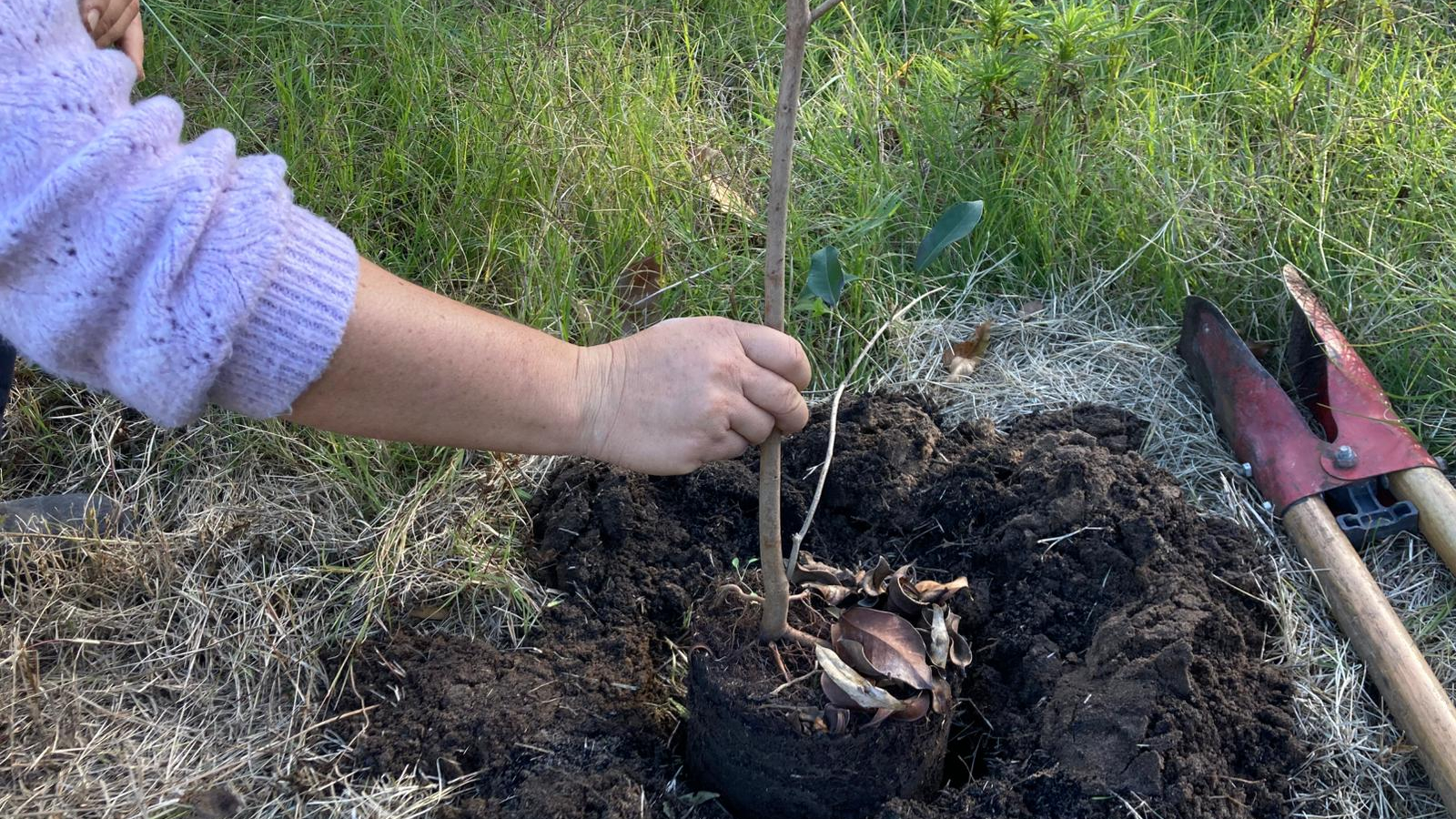 plantación de un árbol