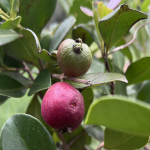 Primeros Frutos