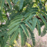 Angico (Parapiptadenia rigida)