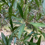 Canelón Colorado (Myrsine coriacea)