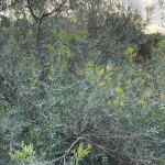 Carobá o "Molle ceniciento” (Schinus lentiscifolius)