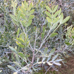 Carobá o "Molle ceniciento” (Schinus lentiscifolius)