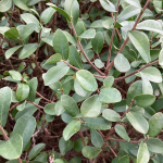 Envira (Daphnopsis racemosa)