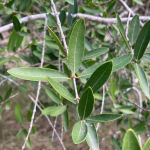 Guayabo colorado (Myrcianthes cisplatensis)