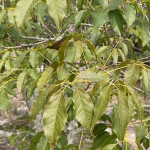 Lapacho Rosado (Handroanthus heptaphyllus)