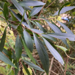 Palo Jabón (Quillaja brasiliensis)