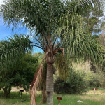Pindó (Syagrus romanzoffiana)